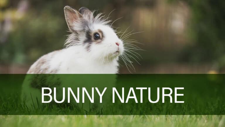 Bunny Nature dyreartikler til kaniner, marsvin og gnavere - læs mere