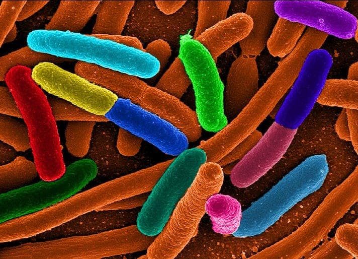 bakterier i - Petland ApS Where Quality Comes Naturally
