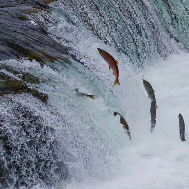 Billede af fisk/lakse der "springer" op af en vandfald