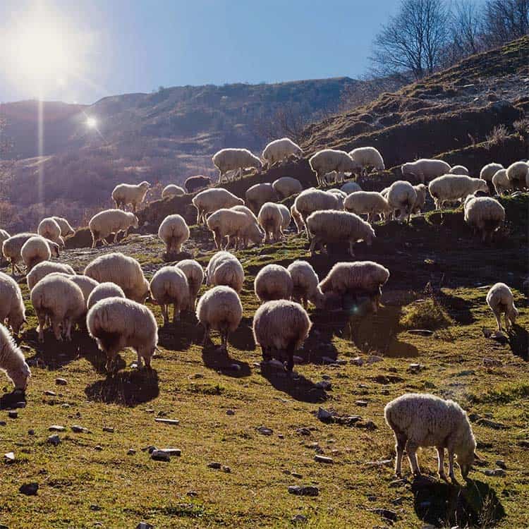 Billede af får på marken