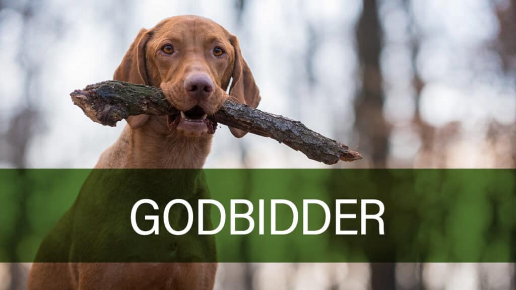 Sort-hvid hund spiser Petland godbidder.