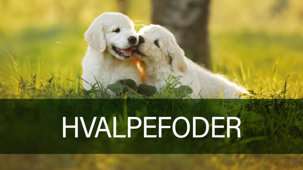 Hvalpefoder fra Petland tilbyder sund ernæring til din hvalp.