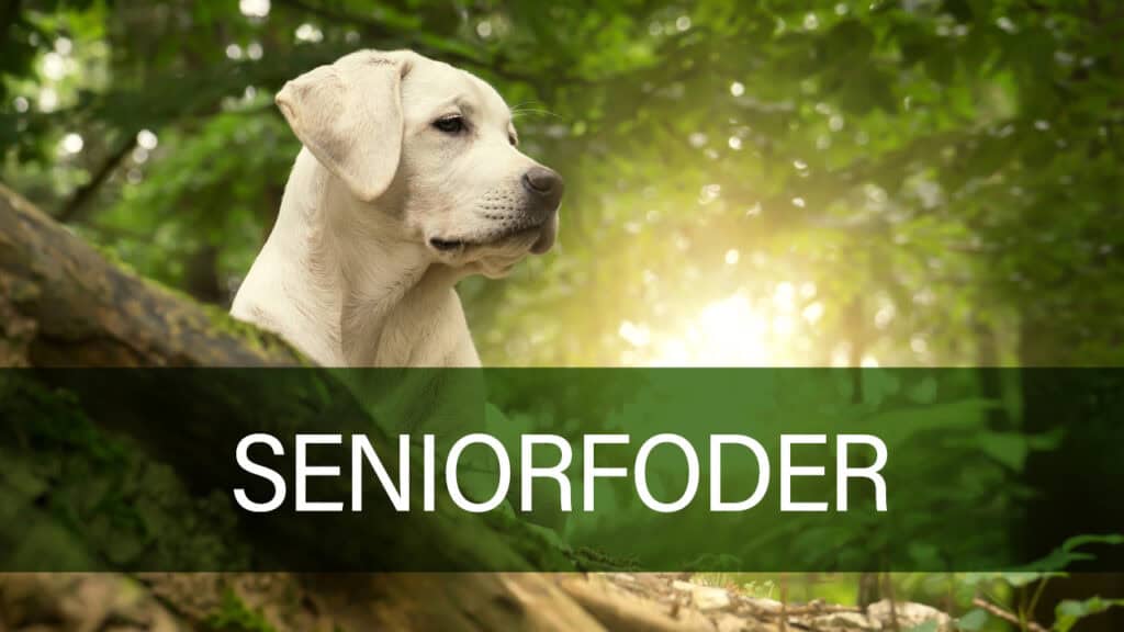 Seniorfoder til hunde fra Petland