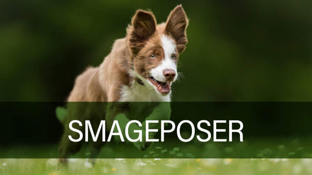 Billede af Petland hundesmageposer.