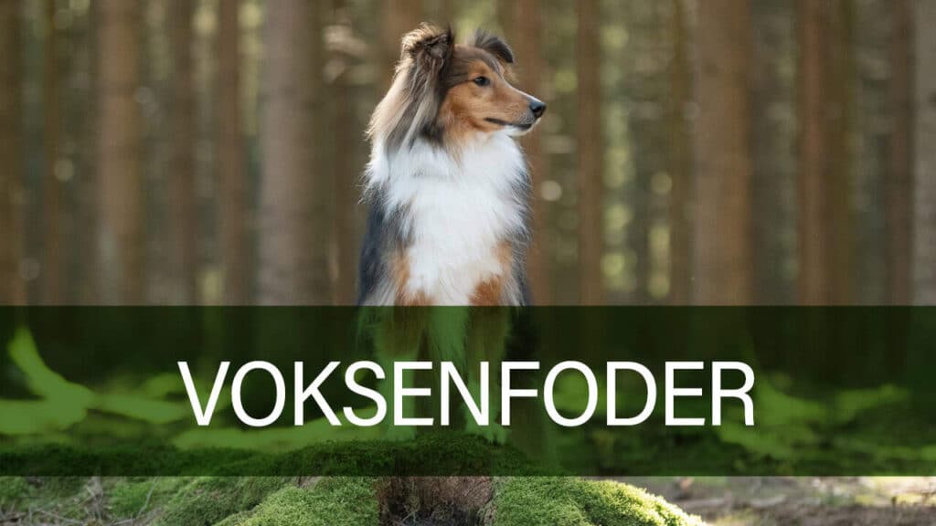 Forsidebillede af voksenfoder til hunde fra Petland.