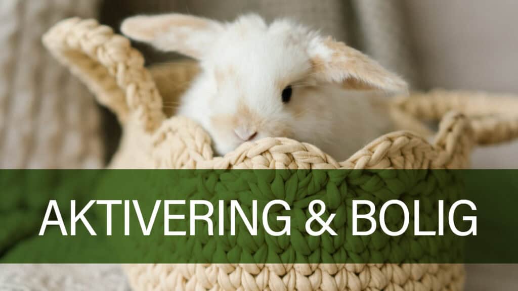 Kanin fra Petland i aktiveringsscenario.