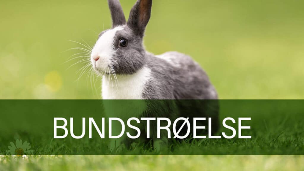 Kaninbur med bunkestrøelse fra Petland.