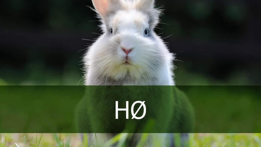 "Petland kanin på hø"