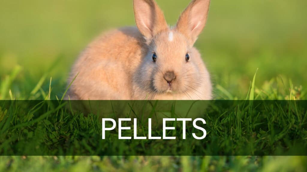 Kanin foder pellets fra Petland.