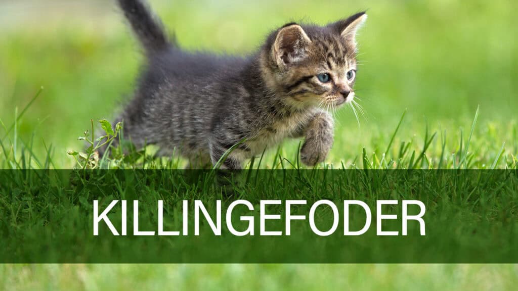 Petland kattekillingefoder - forsiden på emballagen med tilfredse killinger.