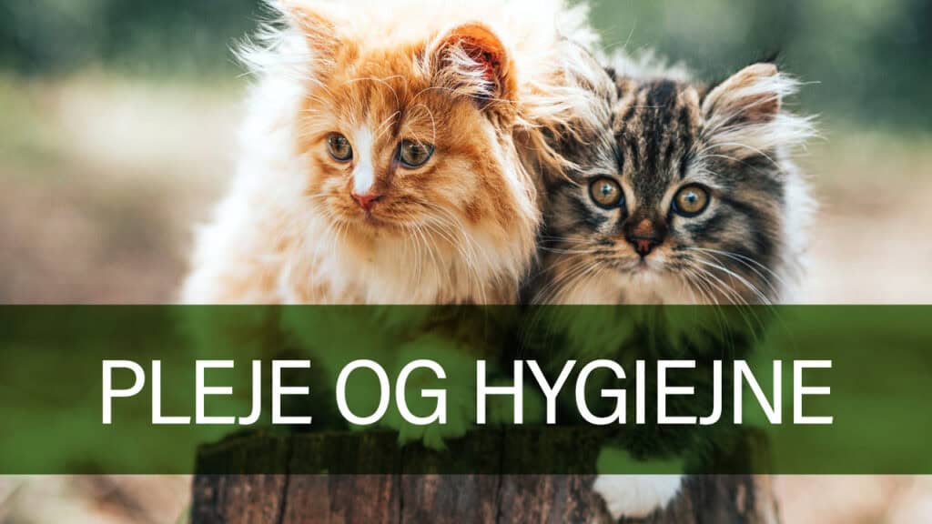 Sort/hvid kat der bliver plejet hos Petland.