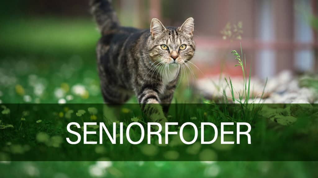 Kattefoder til senior katte fra Petland.