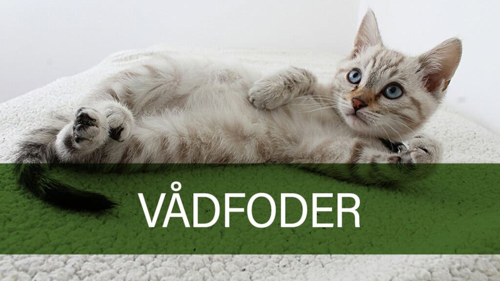 Kat spiser tørfoder fra Petland.