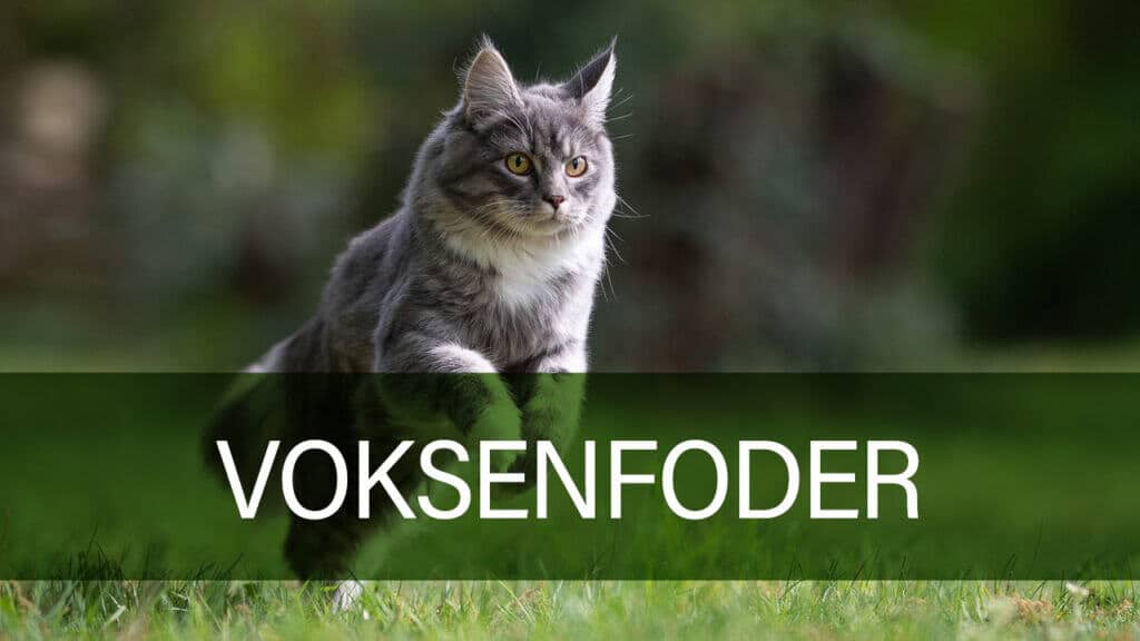 Forsidebillede af voksenfoder til kat fra Petland.