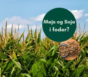 Majs og Soja i foder